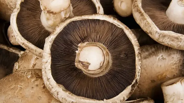 how-to-grow-portobello-mushrooms