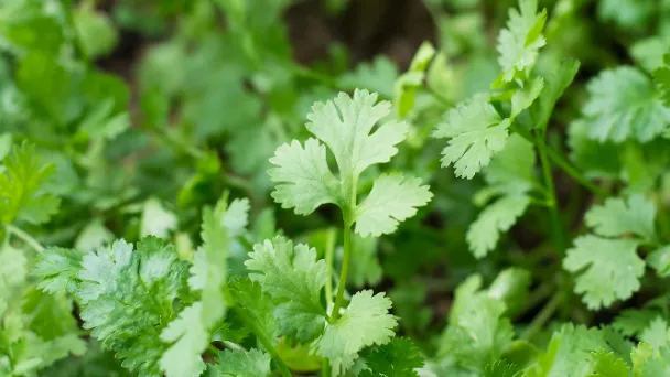 How to Prune Cilantro - Should I Cut Them After It Flowers?