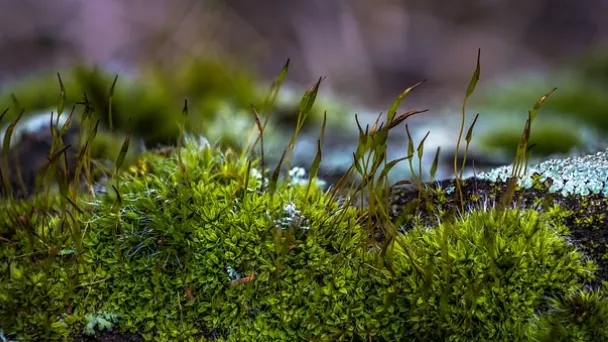 lichens-vs.-mosses