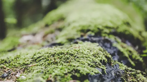 lichens-vs.-mosses