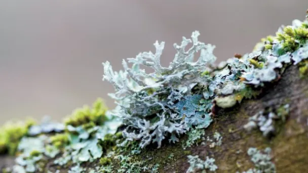 Lichens vs. Mosses - Differences & How Do You Identify