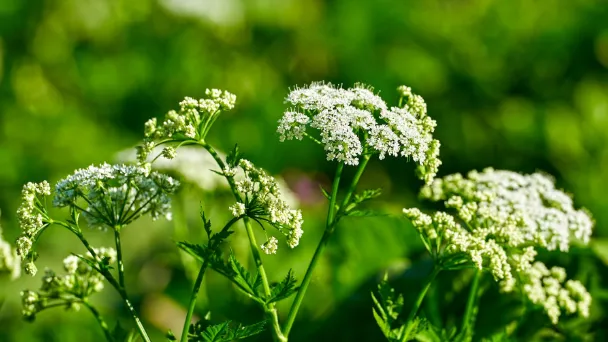 Poison Hemlock vs. Queen Anne's Lace - Differences & How to Tell
